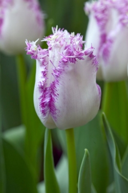Tulp Aria Card